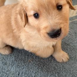 Boy 3 - male Golden Retriever puppy in Frederick, Maryland from Sugarloaf Golden Retrievers (Formerly Vixena Golden Retrievers)