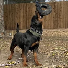 Bulldogs, Labrador Retrievers, and Rottweilers from Wright Way Retrievers