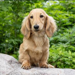 Tug 5000 dollars - Cream male Dachshund puppy in Crystal, Michigan from Mare-bella Dachshunds
