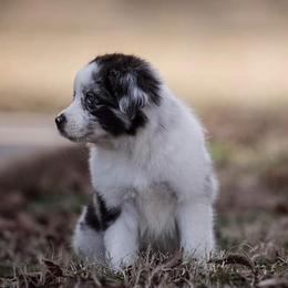 Toy Australian Shepherds from Rockin L Toy/Mini Aussies