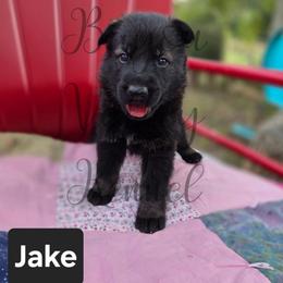 Jake - Sable male German Shepherd puppy in Cave City, Arkansas from Bayou Valley Shepherds and American Hunt Terriers