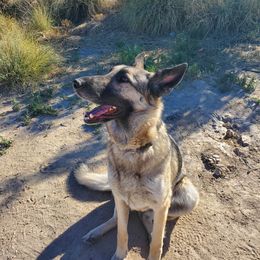 German Shepherd All Grown Up from Freiheit Von Himmel  Shepherds
