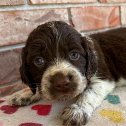 Teton - Liver white and roan male English Springer Spaniel puppy in Pensacola, Florida from LeichtHouse Kennel