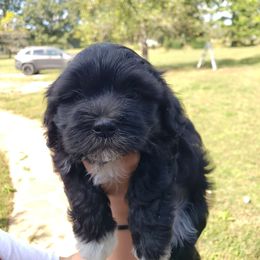 Boy 2 - Havanese puppy from Hillbilly Havanese