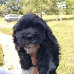 Boy 2 - Havanese puppy from Hillbilly Havanese
