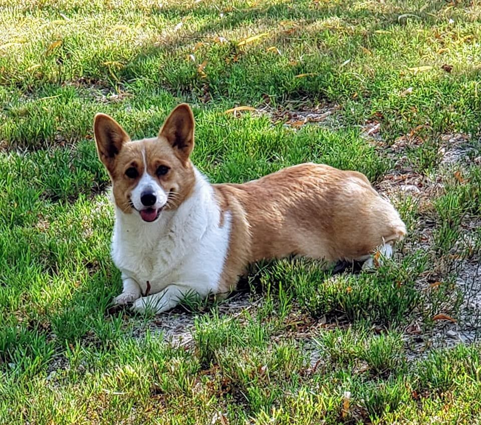 Corgi Corral in Oklahoma | American Corgi puppies | Good Dog