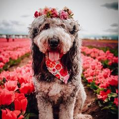 Olive - Saint Berdoodle