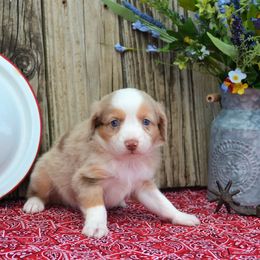 Harriet - Red merle Miniature Australian Shepherd puppy in Yale, Oklahoma from CTM Toy & Mini Aussies
