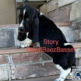 Story - Black and white female Basset Hound puppy in Sidney, Nebraska from Royal Baez Basset