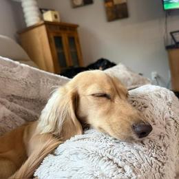 Dachshunds from Dreamy Creamy Doxies