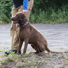 Dicca - Chesapeake Bay Retriever
