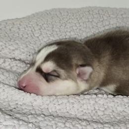 Boomer - Red and white male Siberian Husky puppy in Kansas City, Missouri from Anuun's Huskies