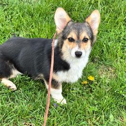 Mocha - Black and tan female Pembroke Welsh Corgi puppy in Mcarthur, Ohio from Bentley Corgis LLC