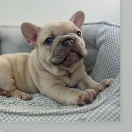 Boy 1 - French Bulldog puppy in California from Ingram Ranch Frenchies