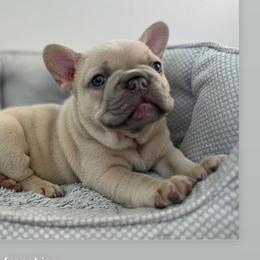 Boy 1 - French Bulldog puppy in California from Ingram Ranch Frenchies