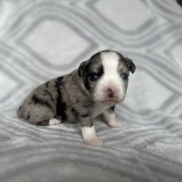 Miniature Australian Shepherd and Toy Australian Shepherd Puppies from Cherry Grove Kennel