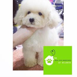 Milk - Poodle