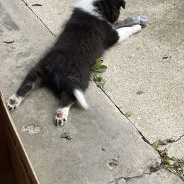 Shetland Sheepdog Puppies from Buckeye Shelties