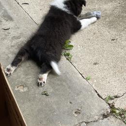 Shetland Sheepdog Puppies from Buckeye Shelties