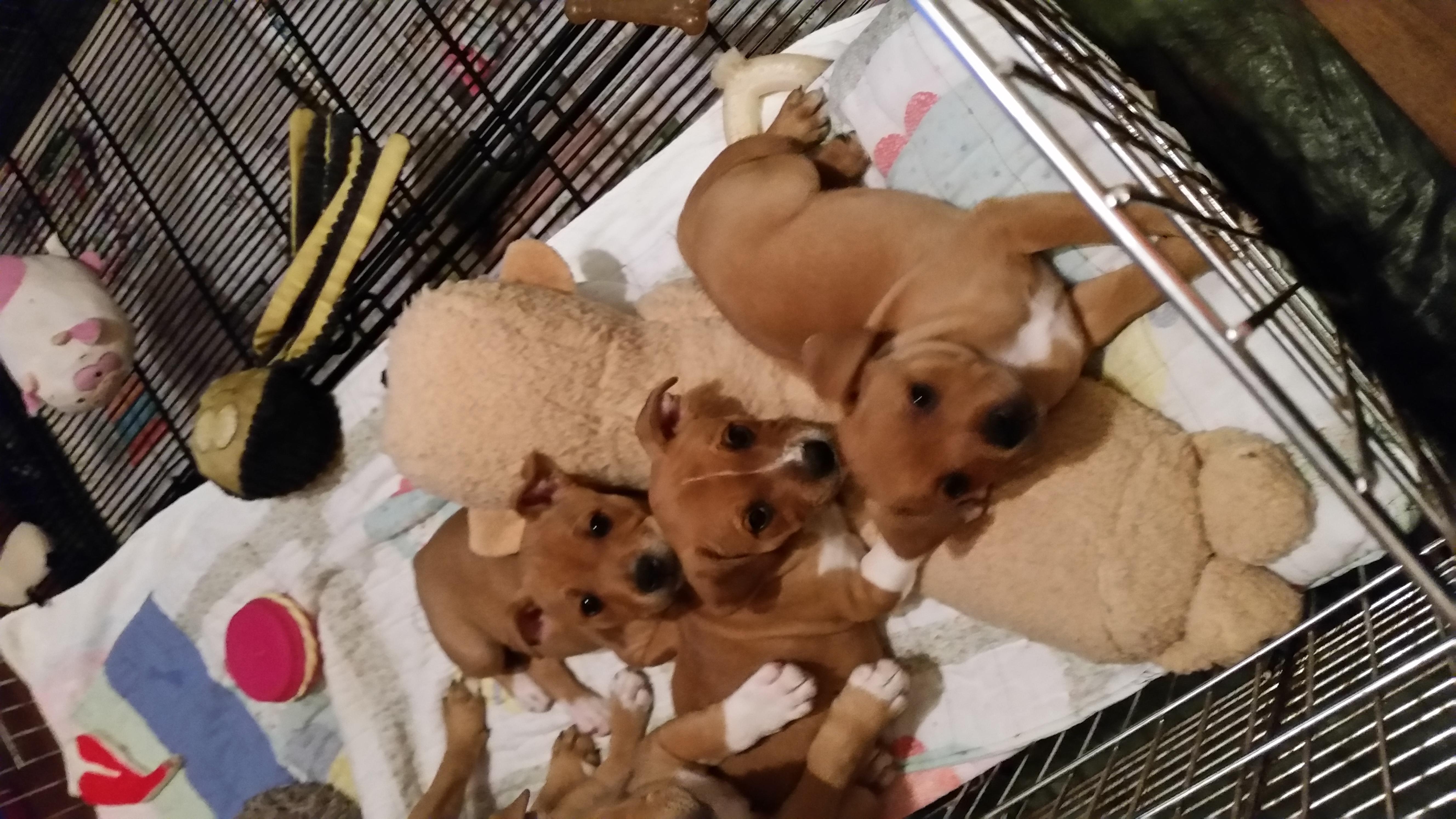 Bull Terrier and Staffordshire Bull Terrier Puppies from Courstaff Staffords
