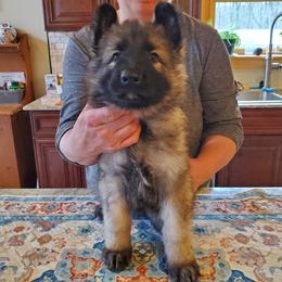 Shiloh Shepherd puppies from Strauss Haus Shepherds