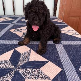 George Washington - Black male Poodle puppy in Fairfield, North Carolina from Leaning T Ranch