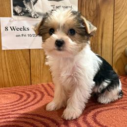 Girl 1 - Parti female Yorkshire Terrier puppy in Bear Creek, North Carolina from Yorkie Time
