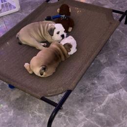 Bulldog Puppies from Pearl Salinas