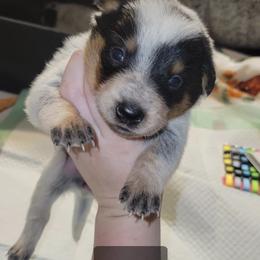 Nyx - Blue female Australian Cattle Dog puppy in Colbert, Oklahoma from LoveAHeeler