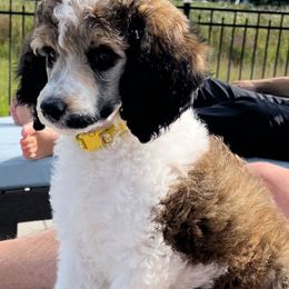 Yellow - Parti female Poodle puppy in Bauxite, Arkansas from Mountain Ridge Poodles
