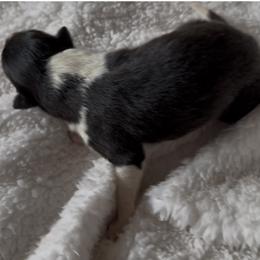 Barnaby - Black white and tan male Collie puppy in Malvern, Arkansas from Lost Acres Collies