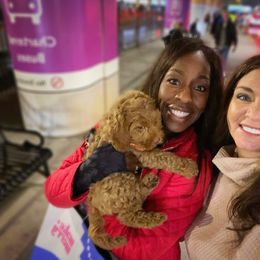 Australian Labradoodle Puppies from Berrybrook Doodles