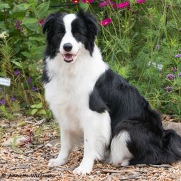 Vana  - Border Collie