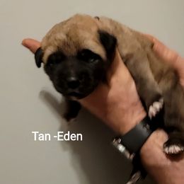 Eden - Wolfgray female Spanish Mastiff puppy in Prosperity, Pennsylvania from Prosperity Guardians