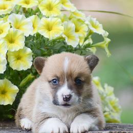 Giggles - Red female Pembroke Welsh Corgi puppy in Morgantown, Pennsylvania from GoldStar Corgis (License Number 18519)