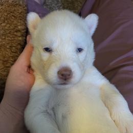 Celeste - White female Siberian Husky puppy in Swansea, Illinois from Husky B's