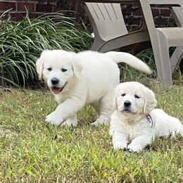 Golden Retriever Puppies from Alabaster Goldens