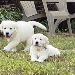 Golden Retriever Puppies from Alabaster Goldens