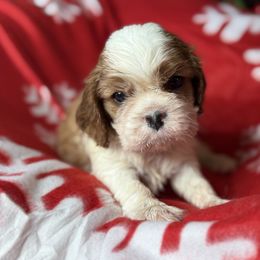 Poppy's Boy 2A - Blenheim male Cavalier King Charles Spaniel puppy in Loco, Oklahoma from Sweet Heart Cavaliers