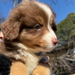 Titan - Red tri-color male Miniature American Shepherd puppy in Ballico, California from SierraVu Minis
