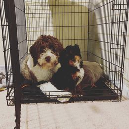 Bernedoodle and Goldendoodle Puppies from Lings Legacy Doodles