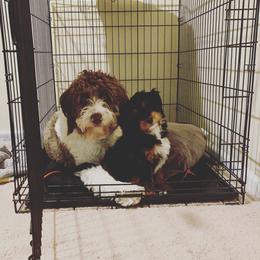 Bernedoodle and Goldendoodle Puppies from Lings Legacy Doodles