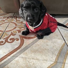 Dachshund Puppies from Doxie Gang