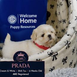 Prada - Cream and white female Shih Tzu puppy in Athens, Georgia from Imperial Shih Tzu
