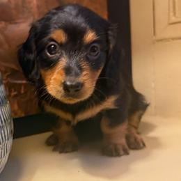 Winnie - Black and tan female Dachshund puppy in Coopersburg, Pennsylvania from Barks and Burrows