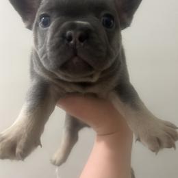 French Bulldog Puppies from Frenchie Truffles