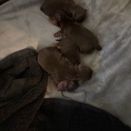 Boy 3 - Chocolate and tan male Yorkshire Terrier puppy in Jacksonville, Florida from TLJ Choco Yorkie Love