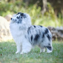 Derek - Shetland Sheepdog