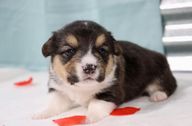 Black tri Corgi puppy