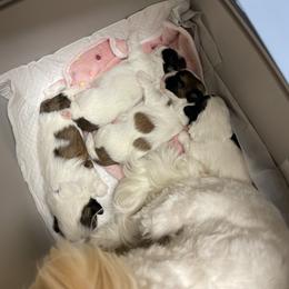 Shih Tzu Puppies from Ren